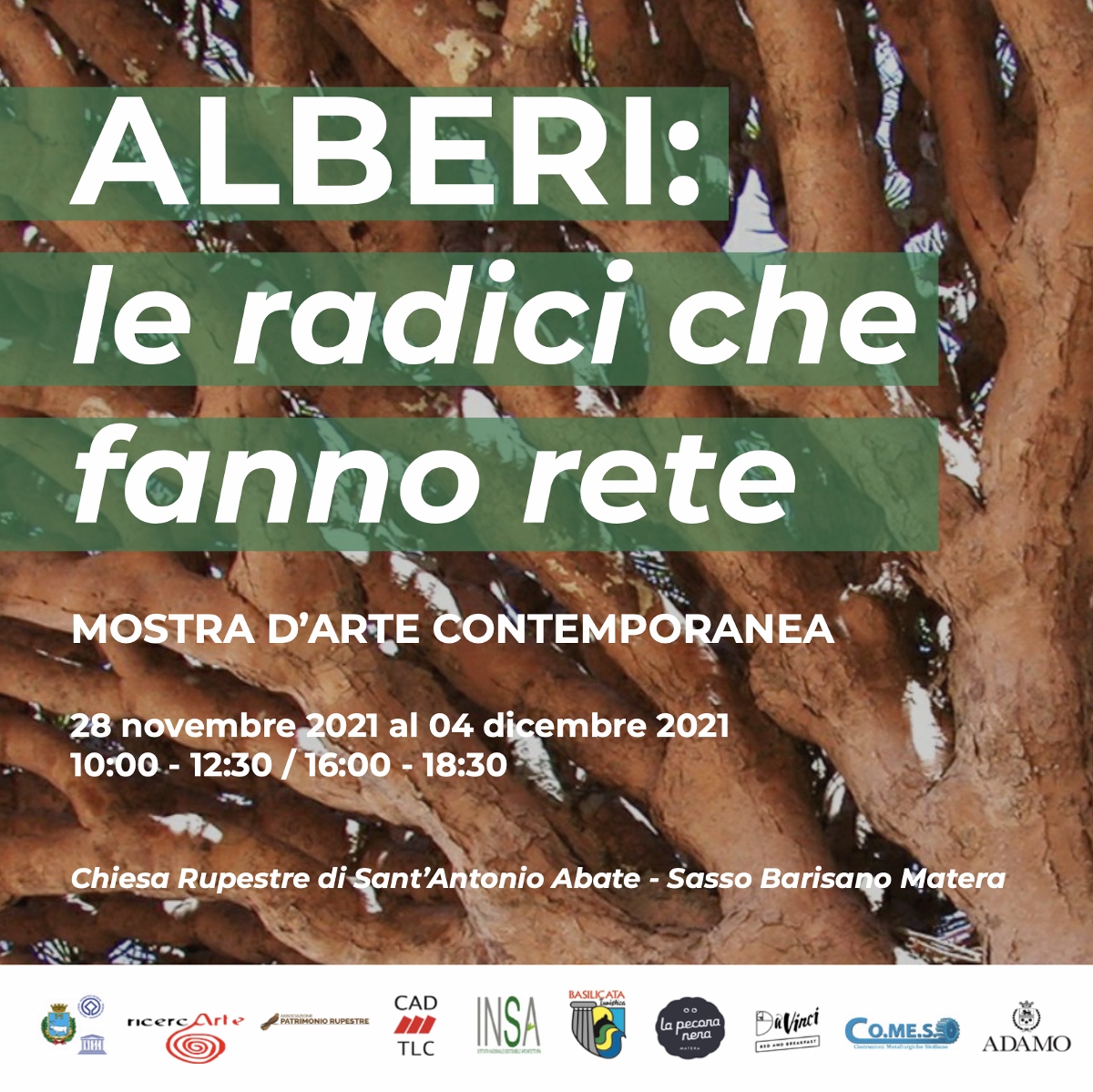 Alberi. Le radici che fanno rete